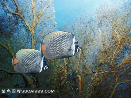 漂亮的海鱼摄影图片素材