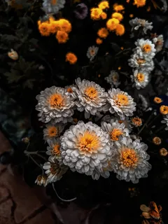 娇艳盛开的菊花图片 娇艳盛开的菊花图片