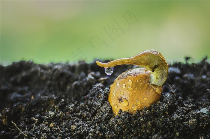榴莲的种子发芽幼苗自然景观