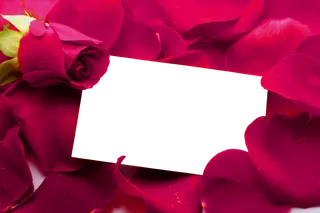 花瓣 免抠 漂浮 花瓣元素