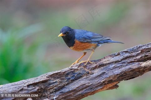 小心翼翼的鸟类图片