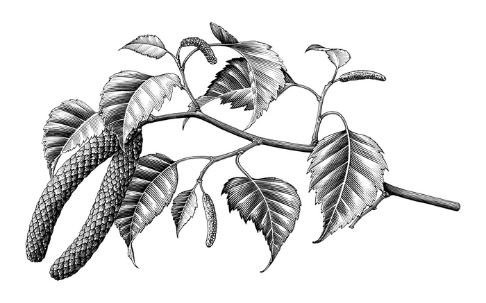 黑白立体树叶素描插画ai矢量模版下载