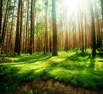 绿色丛林风景图片 绿色丛林风景图片