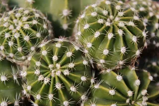 盆景仙人球特写图片