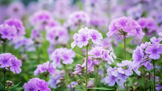 紫色小花花丛摄影图