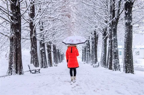 下雪后的林荫小道高清图片 下雪后的林荫小道高清图片