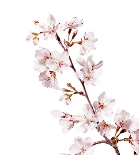 樱花 PNG免抠(922x1024)