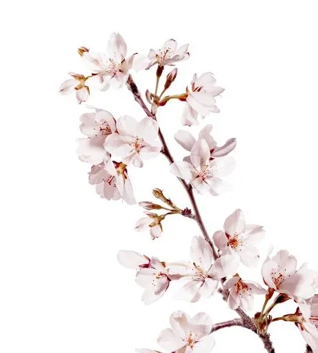 樱花 PNG免抠(922x1024)