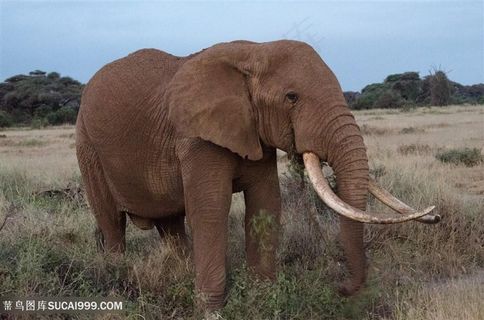 土黄色泰国大象图片