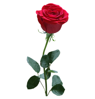 鲜花玫瑰免扣素材