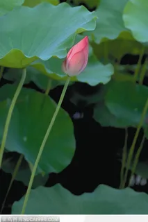 一朵倾斜的荷花鲜花图片 一朵倾斜的荷花鲜花图片