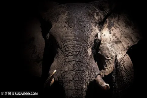 大象牙图片高清特写 大象牙图片高清特写