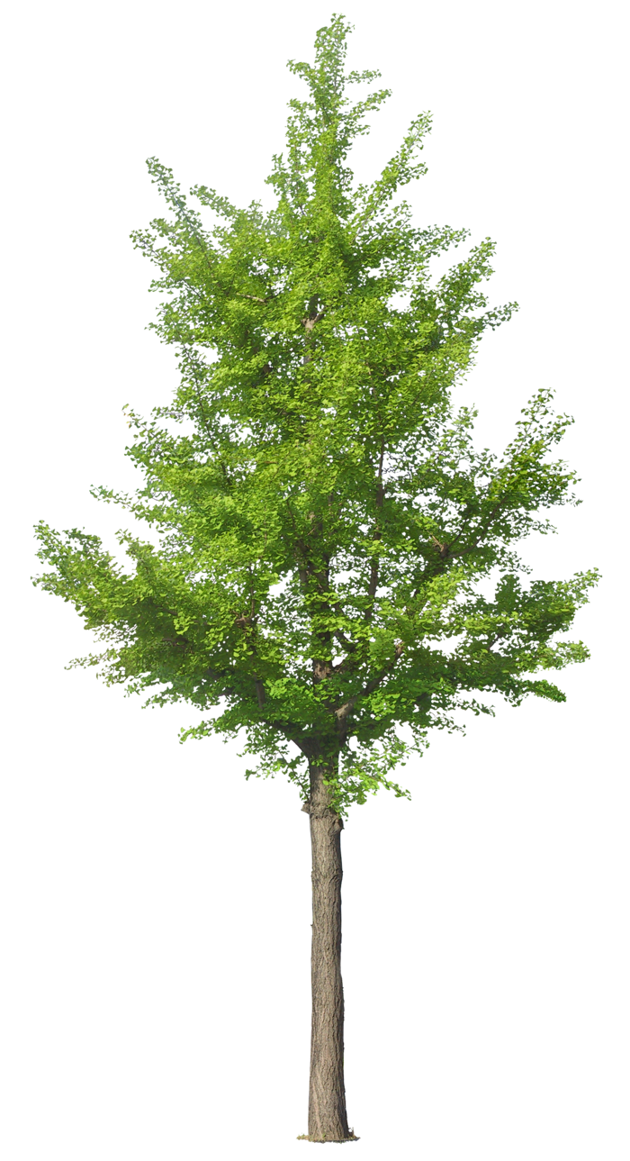 高清树木素材 免抠PSD植物素材 美术绘画园林贴图 树草灌木花草