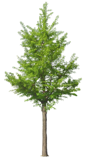 高清树木素材 免抠PSD植物素材 美术绘画园林贴图 树草灌木花草