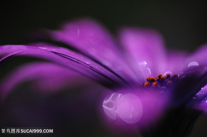 高清唯美艺术鲜花花瓣摄影图片