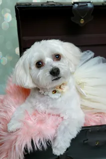 可爱马尔济斯犬图片 可爱马尔济斯犬图片
