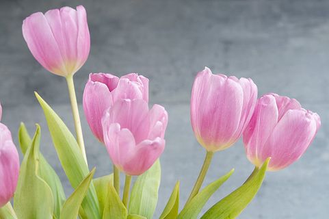 花朵 花束 植物 素材 (210) 花朵 花束 植物 素材 (210)