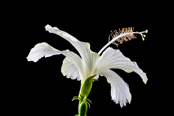 白色锦葵鲜花图片