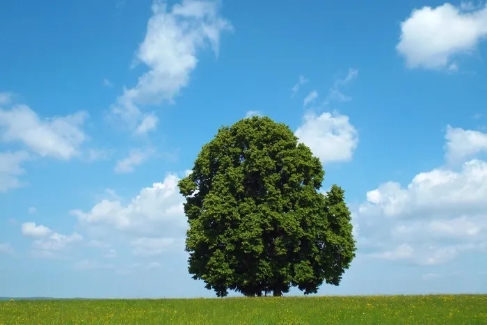 唯美风景 阳光 大树 森林 树木