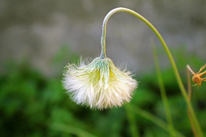 花朵 花束 植物 素材 (168)