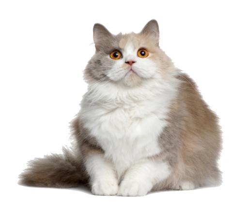 橙色眼睛的猫 PNG免抠(1000x827)