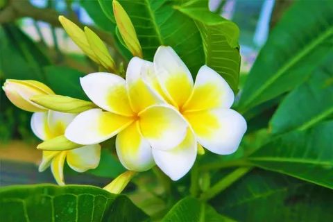 黄白色鸡蛋花图片 黄白色鸡蛋花图片