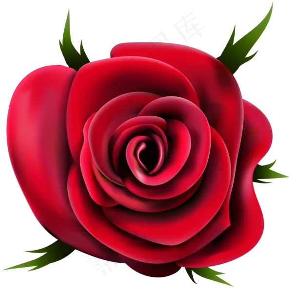 玫瑰 红色 红玫瑰 玫瑰花 花朵 鲜花特写 免抠
