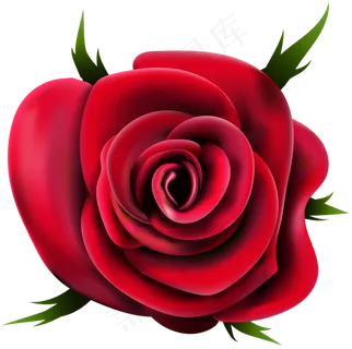玫瑰 红色 红玫瑰 玫瑰花 花朵 鲜花特写 免抠 玫瑰 红色 红玫瑰 玫瑰花 花朵 鲜花特写 免抠