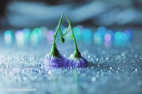 唯美高清倒放的紫色小花鲜花图片