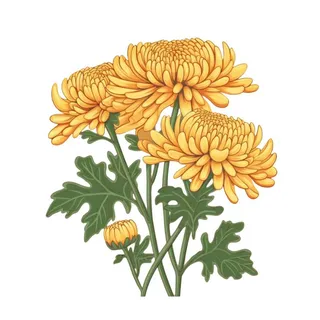 黄色手绘菊花免抠