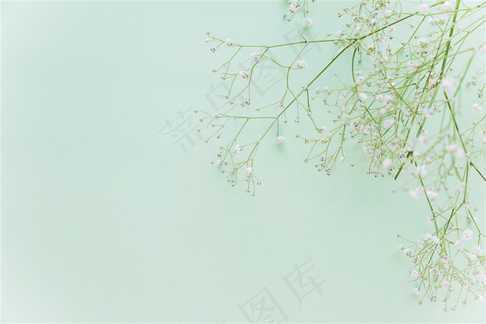 清新春季春天满天星蓝色桌面背景