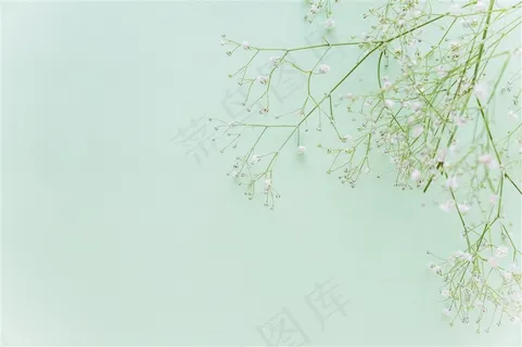 清新春季春天满天星蓝色桌面背景