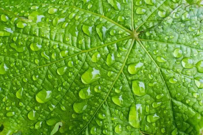 绿色叶片露珠背景