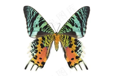 彩色蝴蝶高清图片