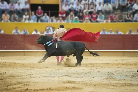 斗牛中扑向红布的牛