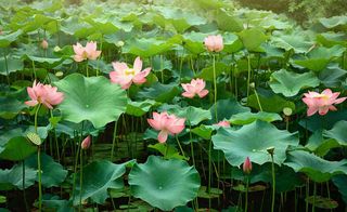 夏天荷花池荷叶清爽 ，夏至小暑大暑摄影图