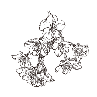 线条草本花卉手绘植物-樱花3