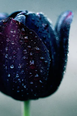 风景 露水 素材拍摄 (9)