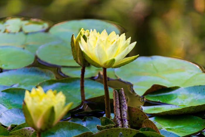 黄色睡莲花朵绽放图片