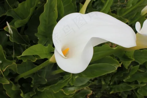 白色马蹄莲花朵图片 白色马蹄莲花朵图片