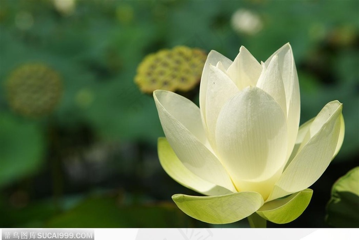 出水芙蓉-开放的白色荷花