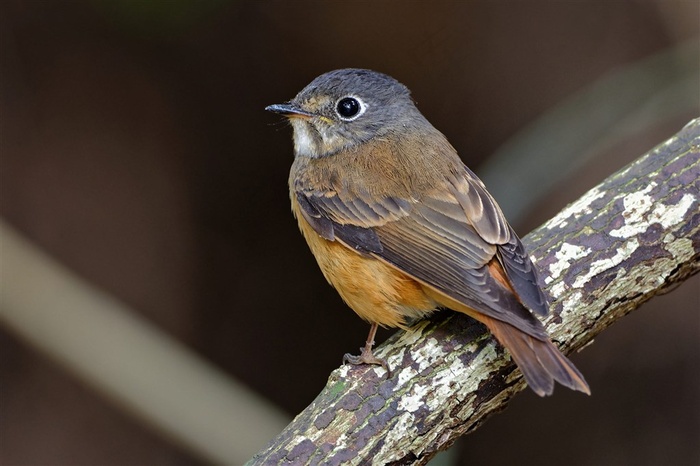 小型鸟类棕尾褐鹟大图