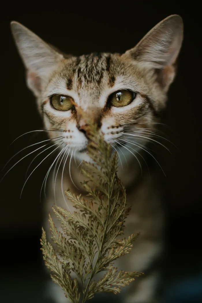 可爱猫咪猫猫摄影素材