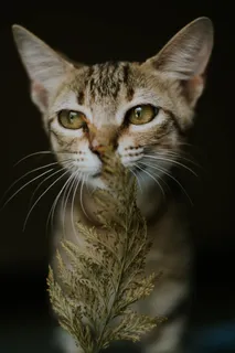 可爱猫咪猫猫摄影素材 可爱猫咪猫猫摄影素材