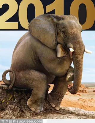 蹲着思考问题的大象