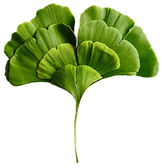 银杏叶树叶免扣素材