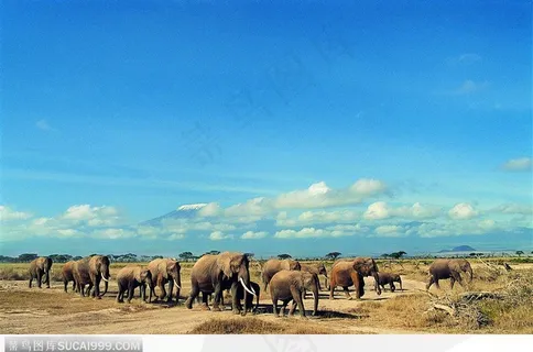 象之世界-蓝天下的星群之家