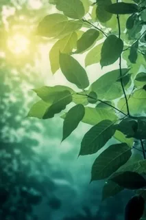 阳光从树叶洒下来光影光圈摄影背景