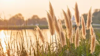 秋天夕阳下芦苇毛絮湖边摄影图