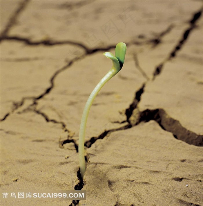 龟裂的土地缝隙里冒出的嫩芽